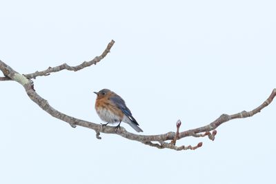 Eastern Bluebird