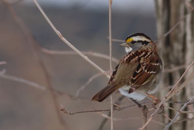 White-throated Sparrow