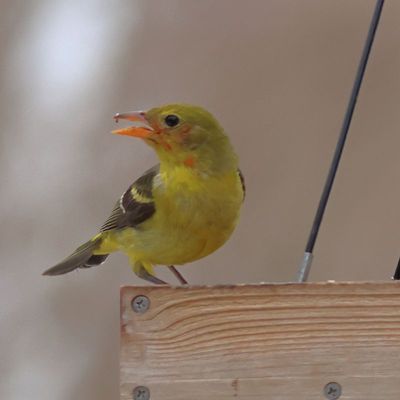 Western Tanager ♂