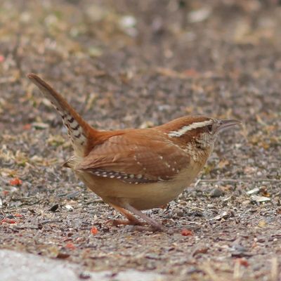 Carolina Wren