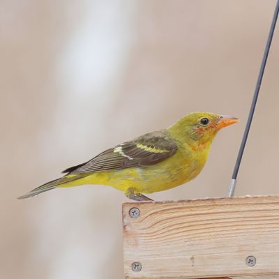 Western Tanager ♂