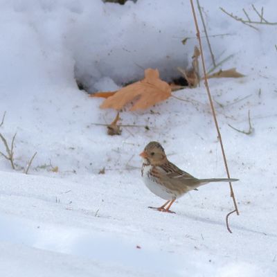 Harris's Sparrow
