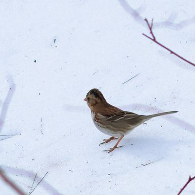 Harris's Sparrow
