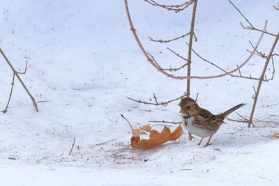 Harris's Sparrow