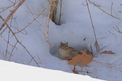 Eastern Chipmunk