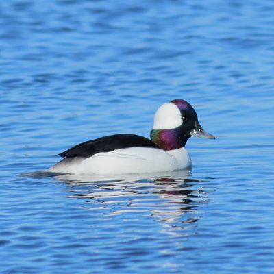 Bufflehead ♂