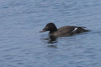 White-winged Scoter ♀