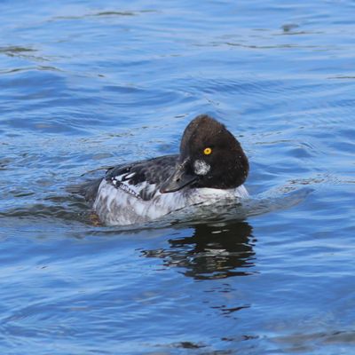 Common Goldeneye ♂ 1st winter