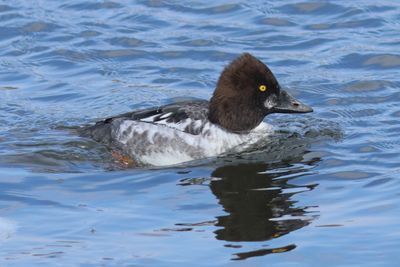 Common Goldeneye ♂ 1st winter