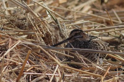 Wilson's Snipe