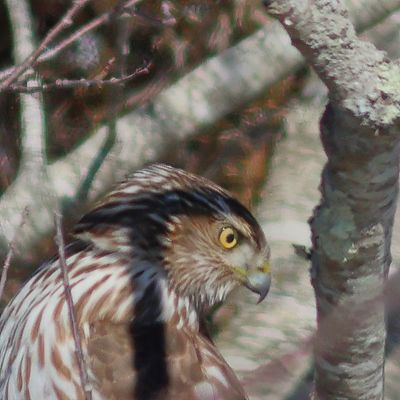 Coopers Hawk