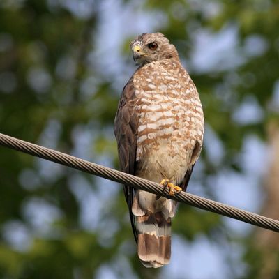 Broad-winged Hawk