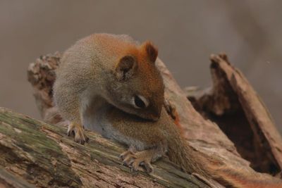 Red Squirrel