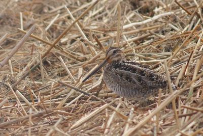 Wilsons Snipe