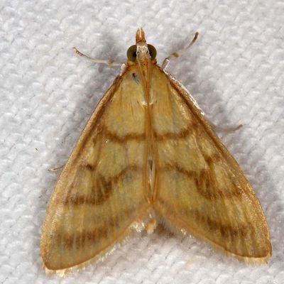 Hodges#4945 * Pale-winged Crocidophora Moth * Crocidophora tuberculalis