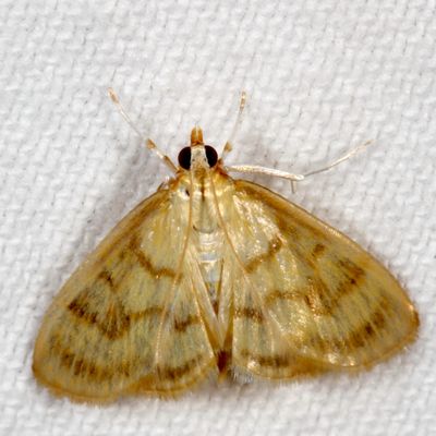Hodges#4945 * Pale-winged Crocidophora Moth * Crocidophora tuberculalis