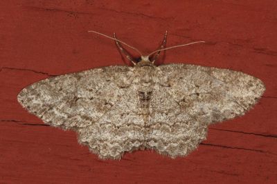 Hodges#6597 * Small Engrailed * Ectropis crepuscularia