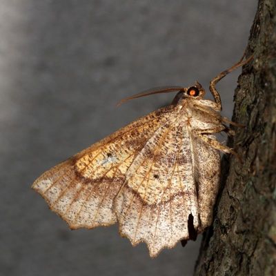 Hodges#6885 * Oak Besma * Besma quercivoraria
