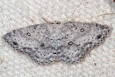 Hodges#7139 * Sweetfern Geometer ♀ * Cyclophora pendulinaria