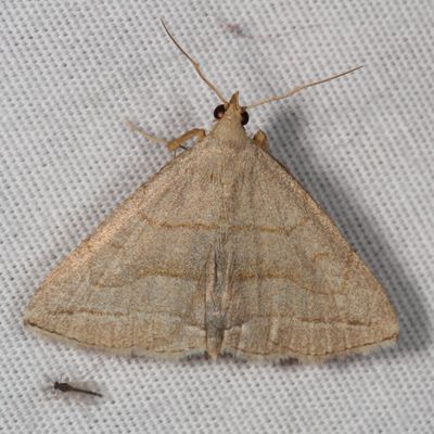 Zanclognatha cruralis or obscuripennis
