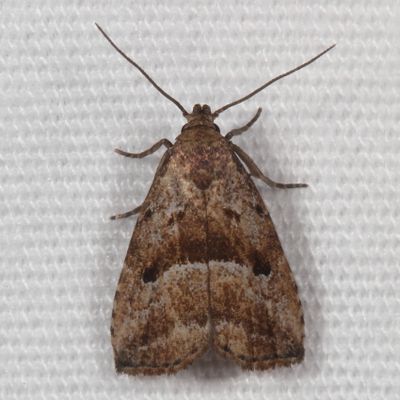 Hodges#8420 * Large Hypenodes Moth - Hypenodes caducus