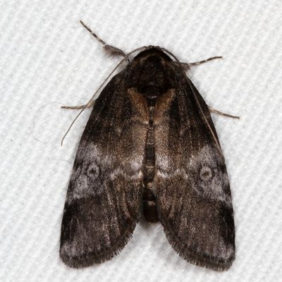 Hodges#8972 * Pale Baileya * Baileya levitans