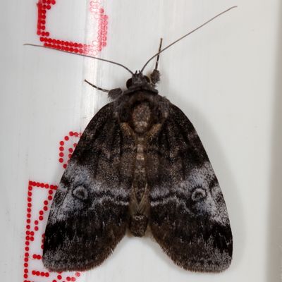 Hodges#8972 * Pale Baileya * Baileya levitans