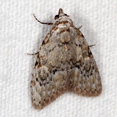 Hodges#8983 * Confused Meganola * Meganola minuscula