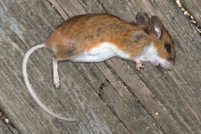 North American Deer Mice * Genus Peromyscus