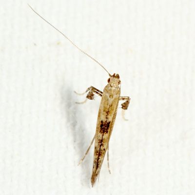 Hodges#0640 * Caloptilia strictella