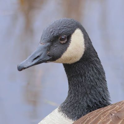 Canada Goose