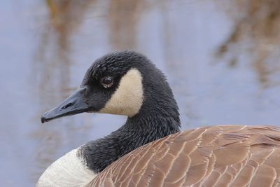 Canada Goose
