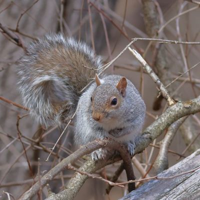 Eastern Gray Squirrel