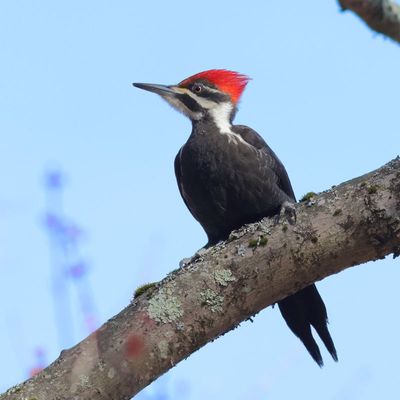 Pileated Woodpecker ♀