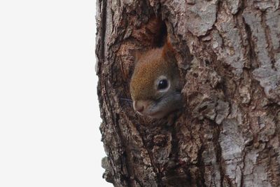 Red Squirrel