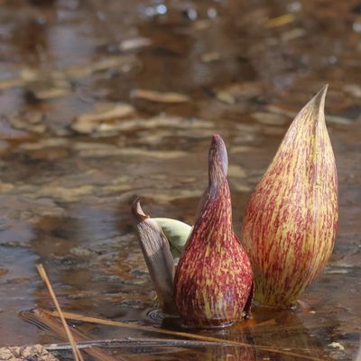 Symplocarpus foetidus * Eastern Skunk Cabbage