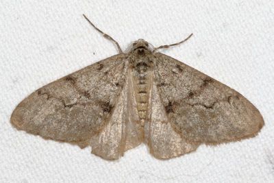 Hodges#6660 * Small Phigalia * Phigalia strigataria 