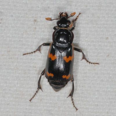 Nicrophorus sayi