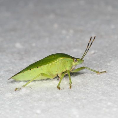 Chinavia hilaris