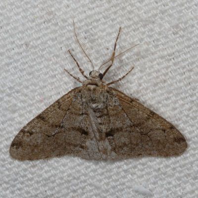 Hodges#6660 * Small Phigalia * Phigalia strigataria