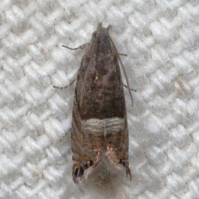 Hodges#3425 * Speckled Sereda * Sereda tautana