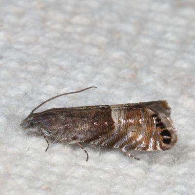Hodges#3425 * Speckled Sereda * Sereda tautana