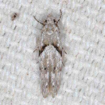 Hodges#1851 * Stripe-backed Moth * Arogalea cristifasciella
