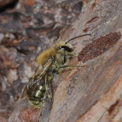 Genus Osmia