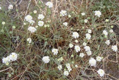 Chaenactis stevioides * Desert Pincushion