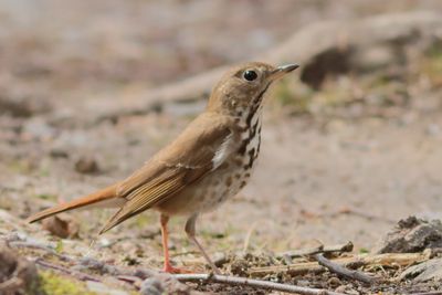 Hermit Thrush