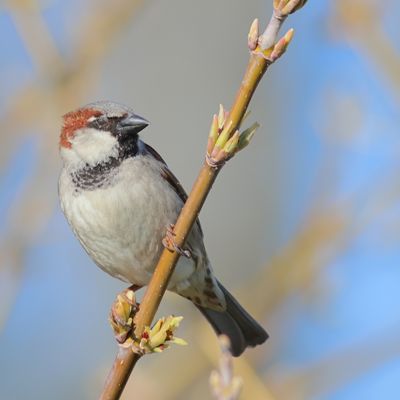 House Sparrow