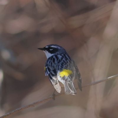 Yellow-rumped Warbler