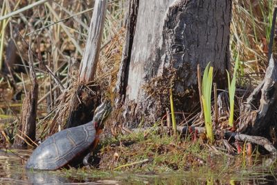 Eastern Painted Turtle