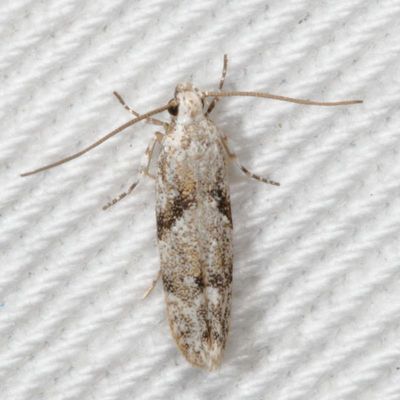 Hodges#1851 * Stripe-backed Moth * Arogalea cristifasciella